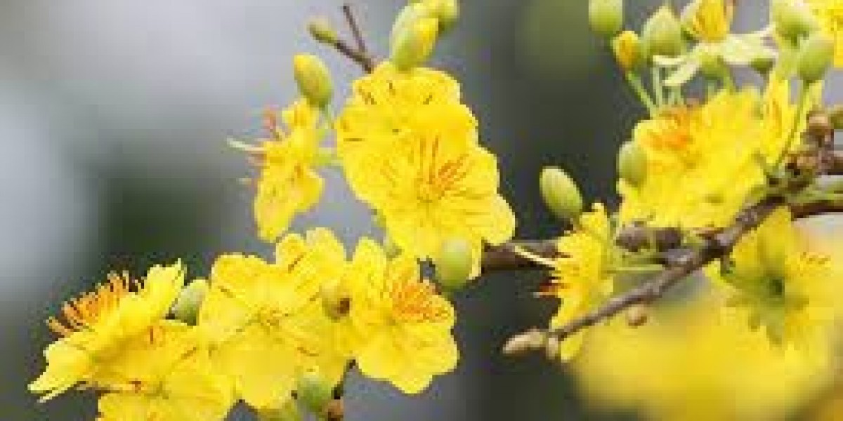 Cây mai bốn mùa màu vàng, cách trồng và chăm sóc cây mai bốn mùa màu vàng
