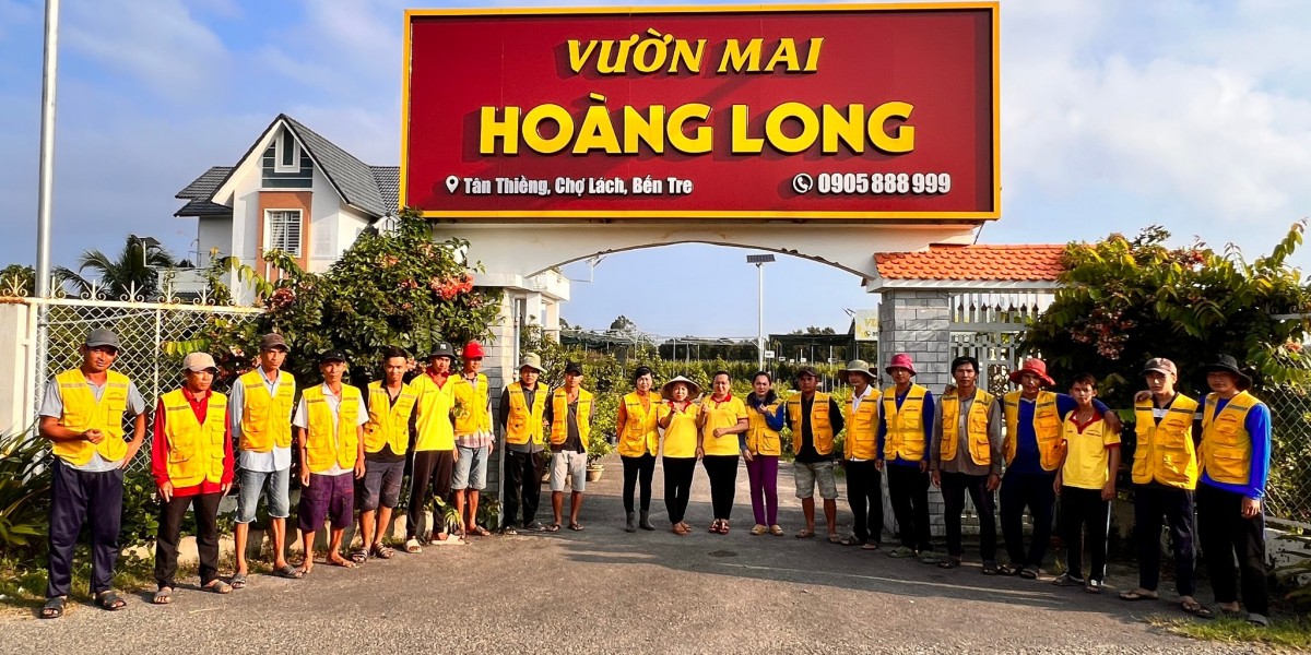 Ảnh Đẹp Hoa Mai Vàng – Lựa Chọn Hoàn Hảo Đón Tết