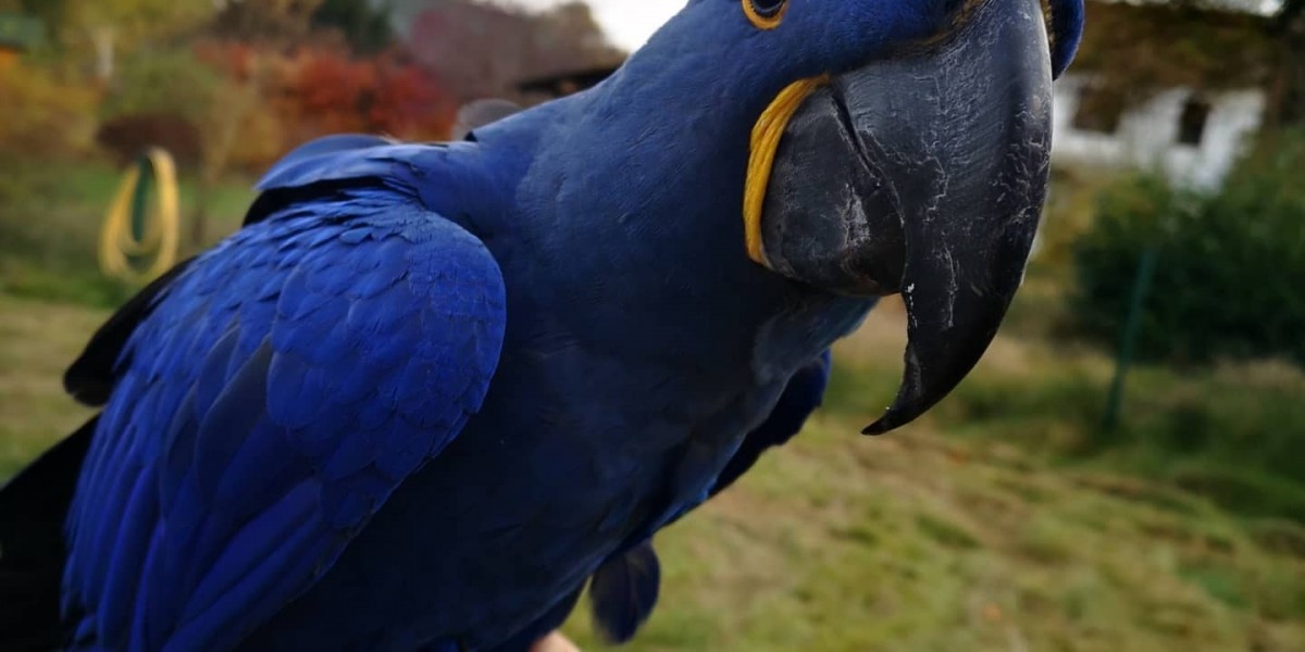 Can Macaws Be Pets? Understanding the Pros and Cons of Owning These Stunning Birds