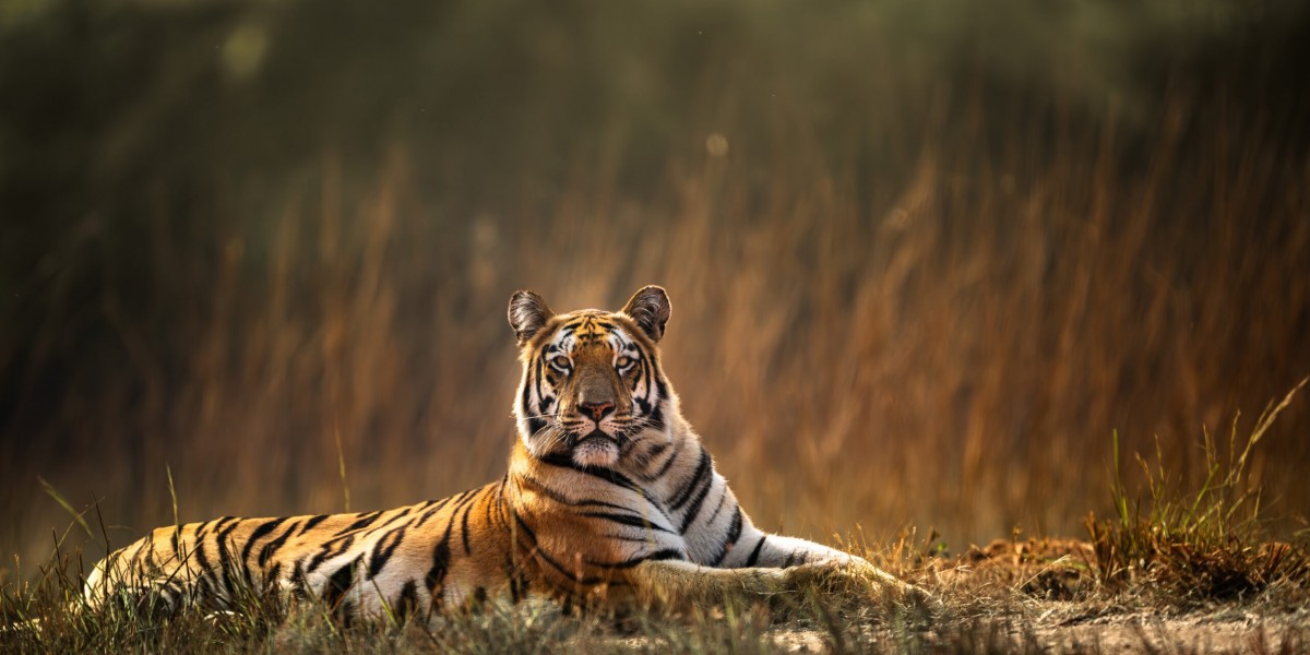 Plan Your Ultimate Tiger Safari in India with a Premier Safari Company